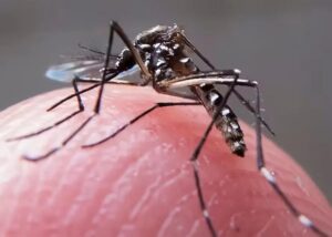 Brasil contabiliza mais de 2,4 milhões de casos de dengue